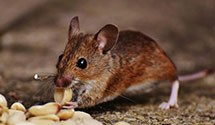 24 Hour & Emergency Exterminators in East Lansing, MI